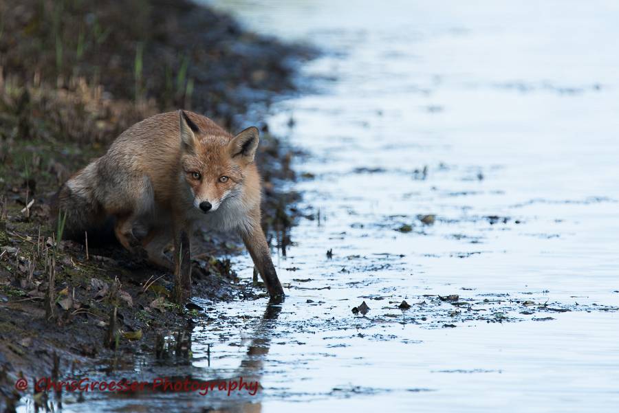 Met de poten in het water